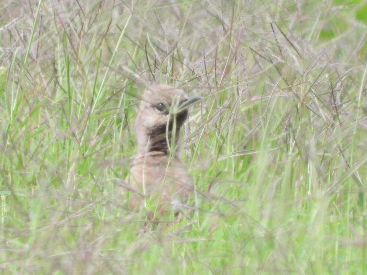 Brown Songlark - ML625465098