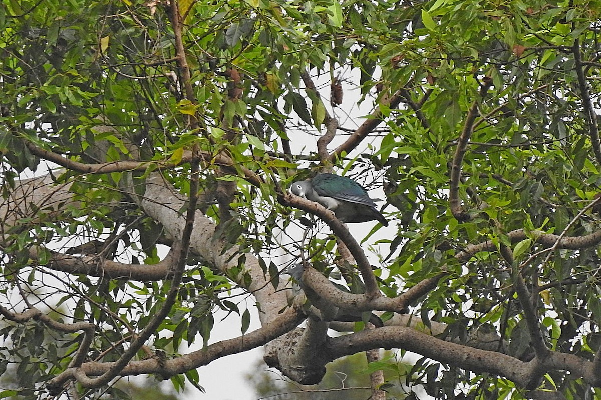 Spectacled Imperial-Pigeon - ML625465378