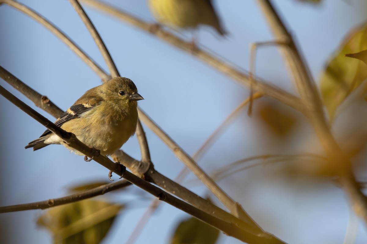 Chardonneret jaune - ML625465417