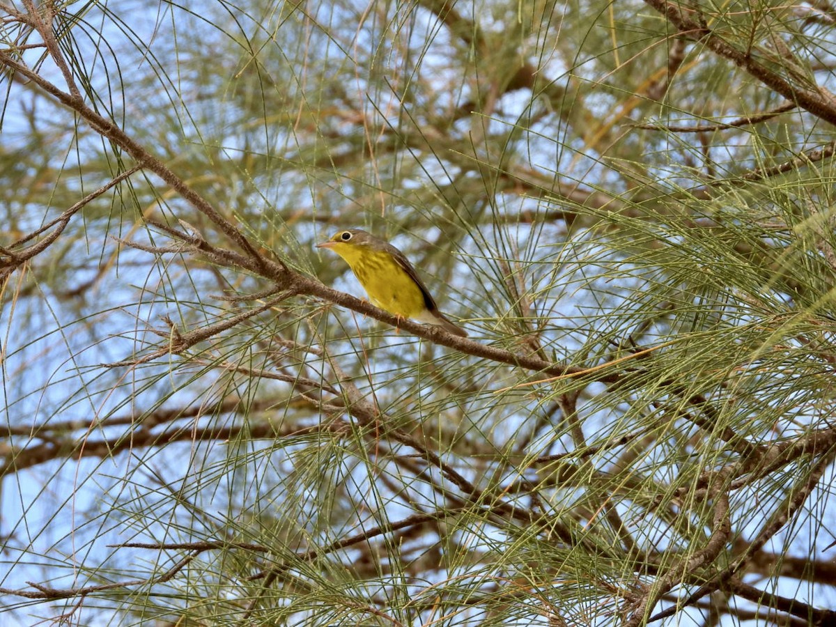 Canada Warbler - Jose Antonio R Pasos Perez