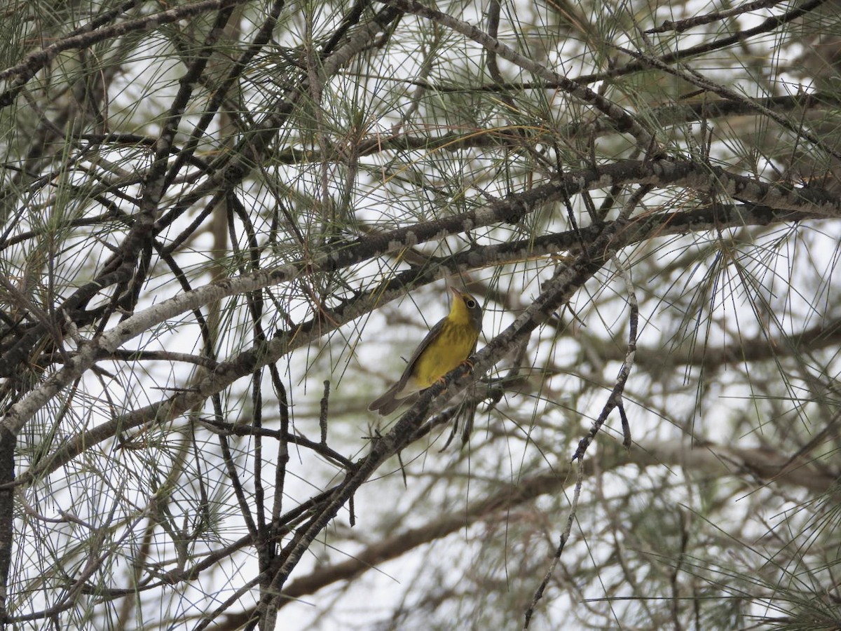 Canada Warbler - Jose Antonio R Pasos Perez