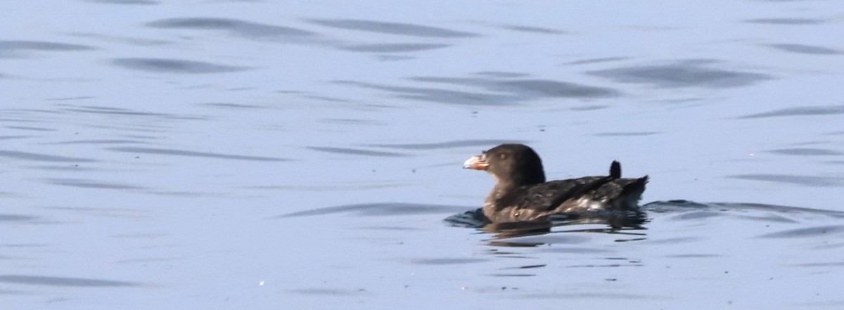 Rhinoceros Auklet - ML625465608