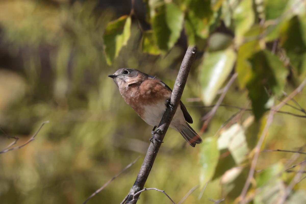 Eastern Bluebird - ML625465746