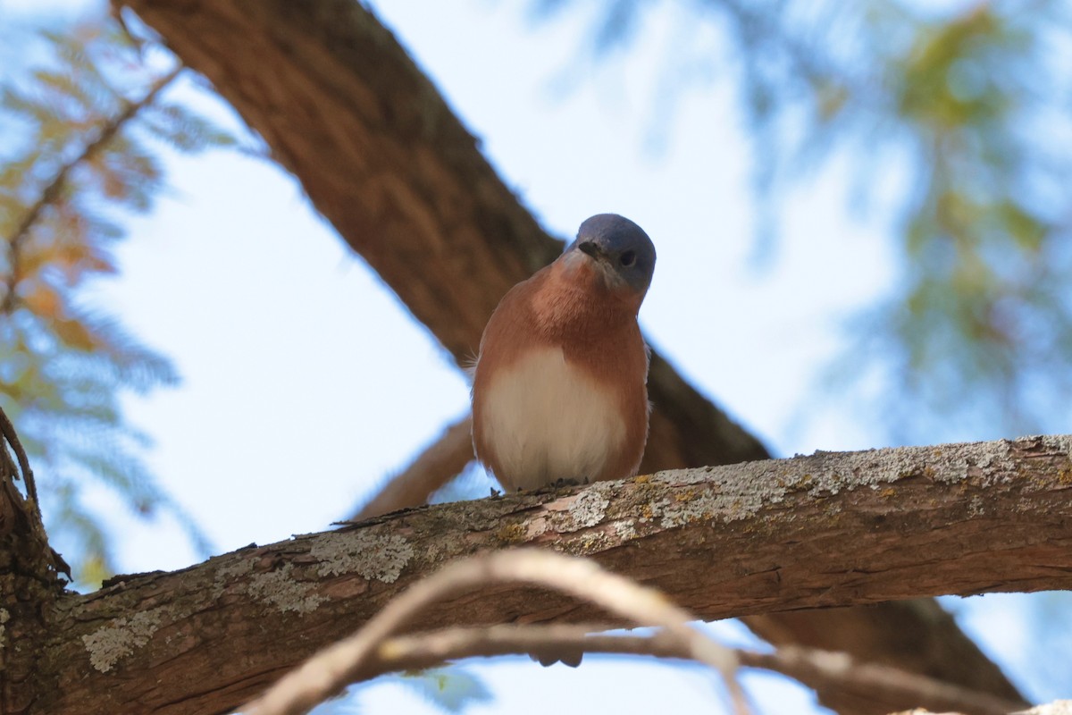 Eastern Bluebird - ML625465747