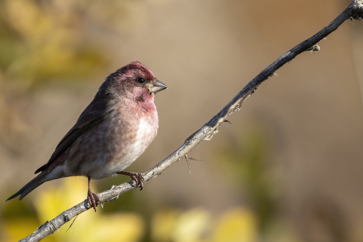 Amerika Çütresi (purpureus) - ML625465760