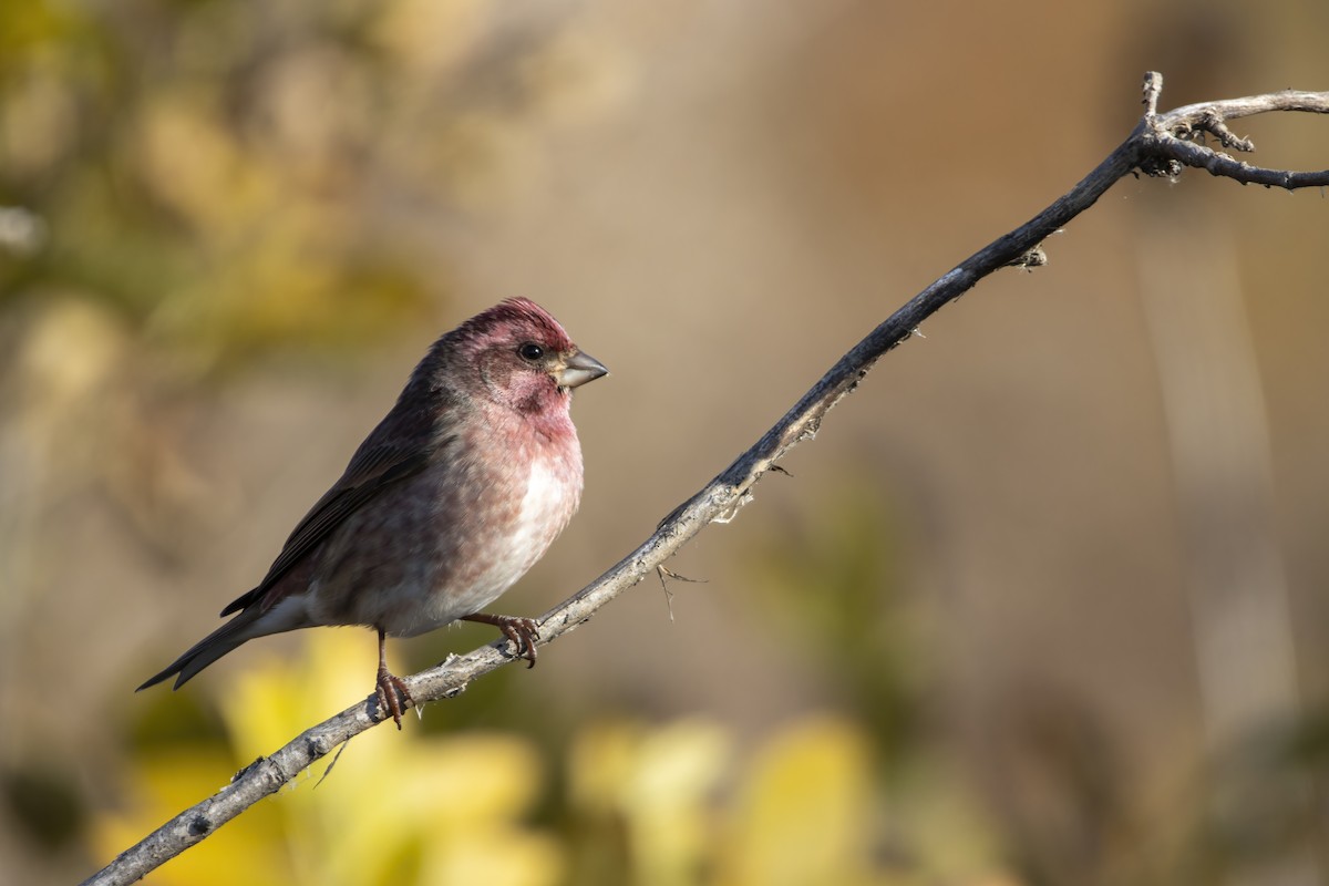 Purple Finch (Eastern) - ML625465761