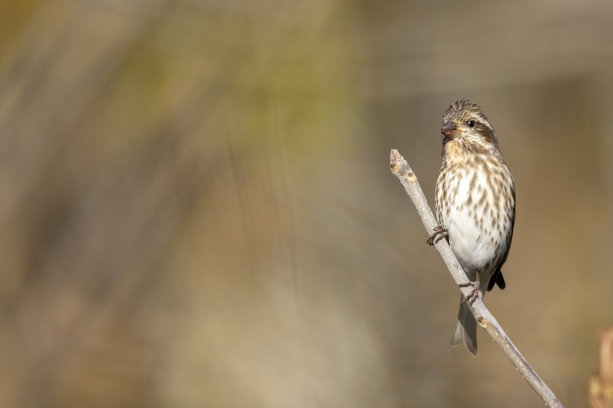 Purple Finch (Eastern) - ML625465762