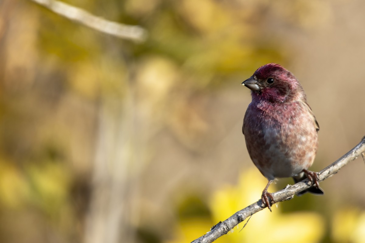 Purple Finch (Eastern) - ML625465763