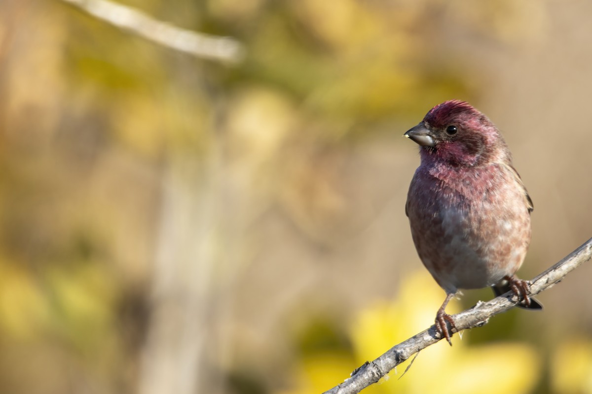 Amerika Çütresi (purpureus) - ML625465764