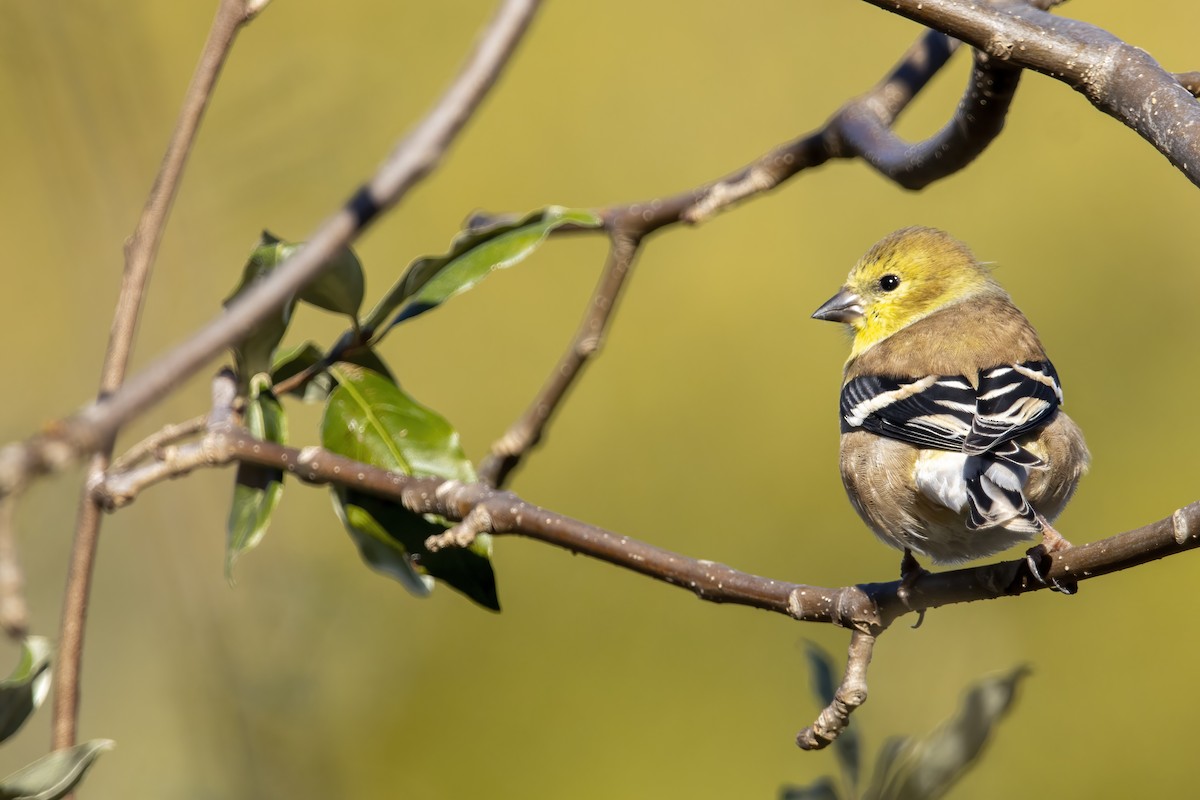 Chardonneret jaune - ML625465766