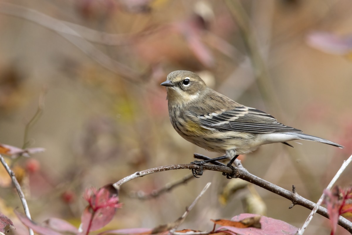 Yellow-rumped Warbler (Myrtle) - ML625465767