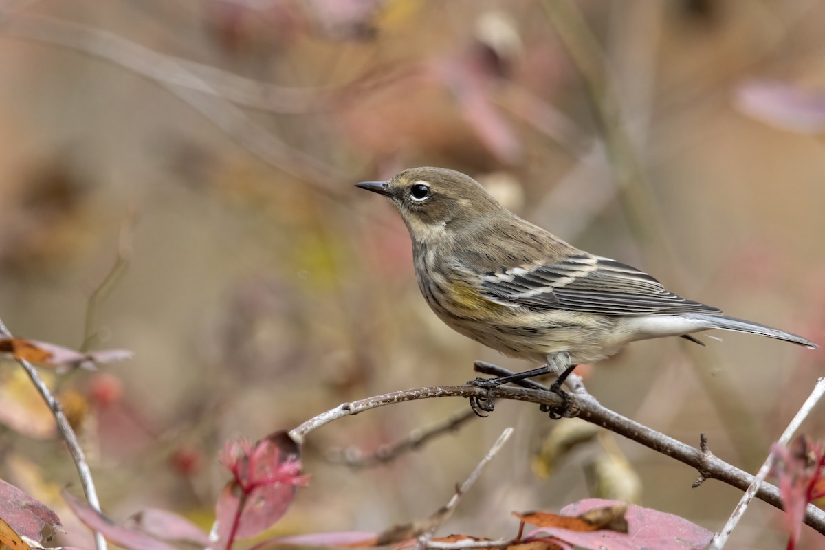 Yellow-rumped Warbler (Myrtle) - ML625465768