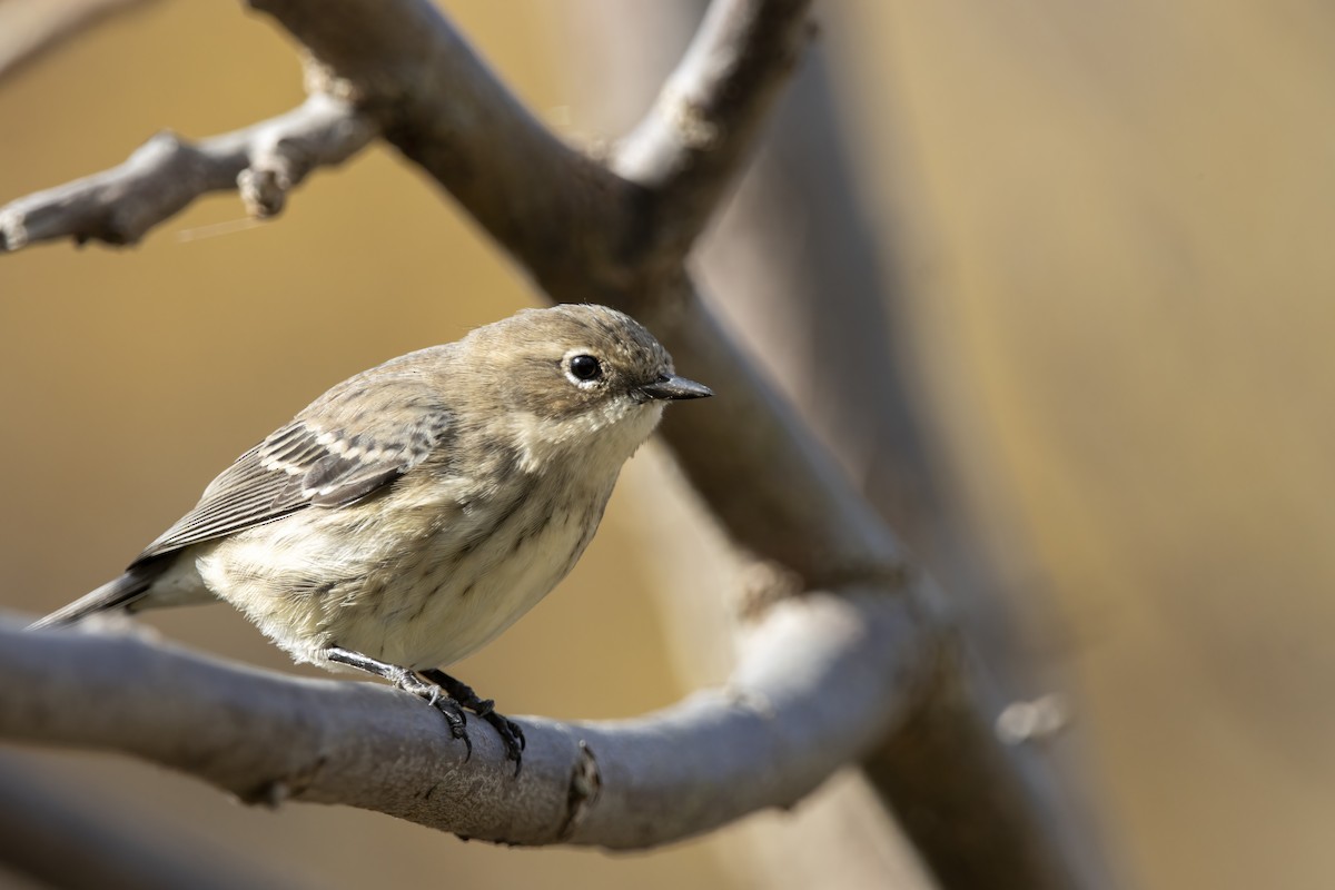 Yellow-rumped Warbler (Myrtle) - ML625465769