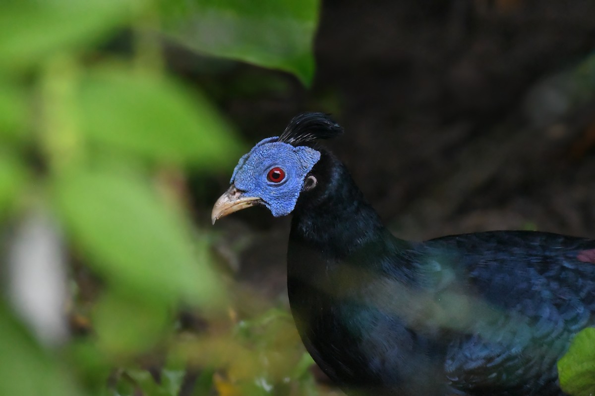 Bornean Crested Fireback - ML625465812