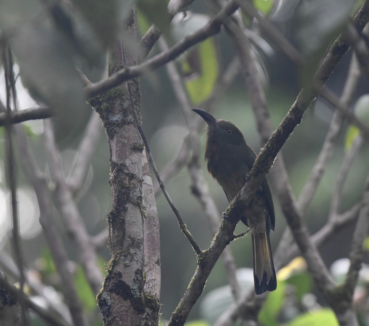 Red-bearded Bee-eater - ML625465849