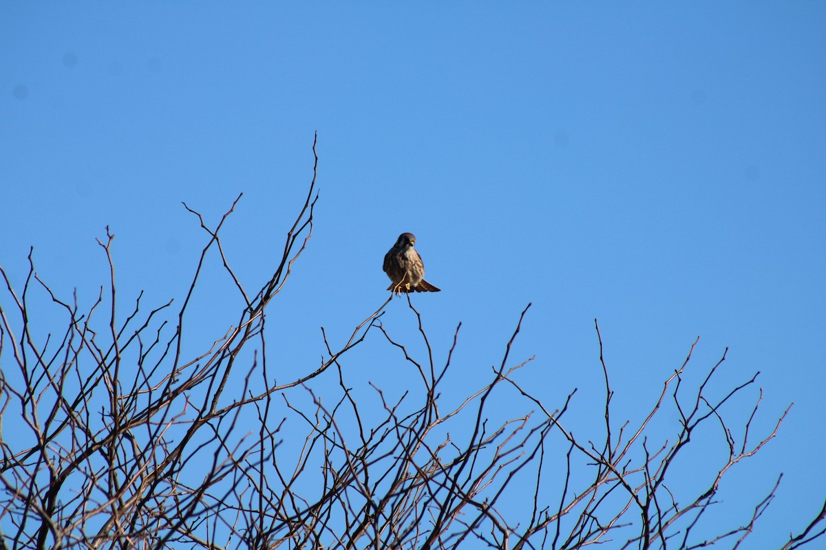 American Kestrel - ML625465906