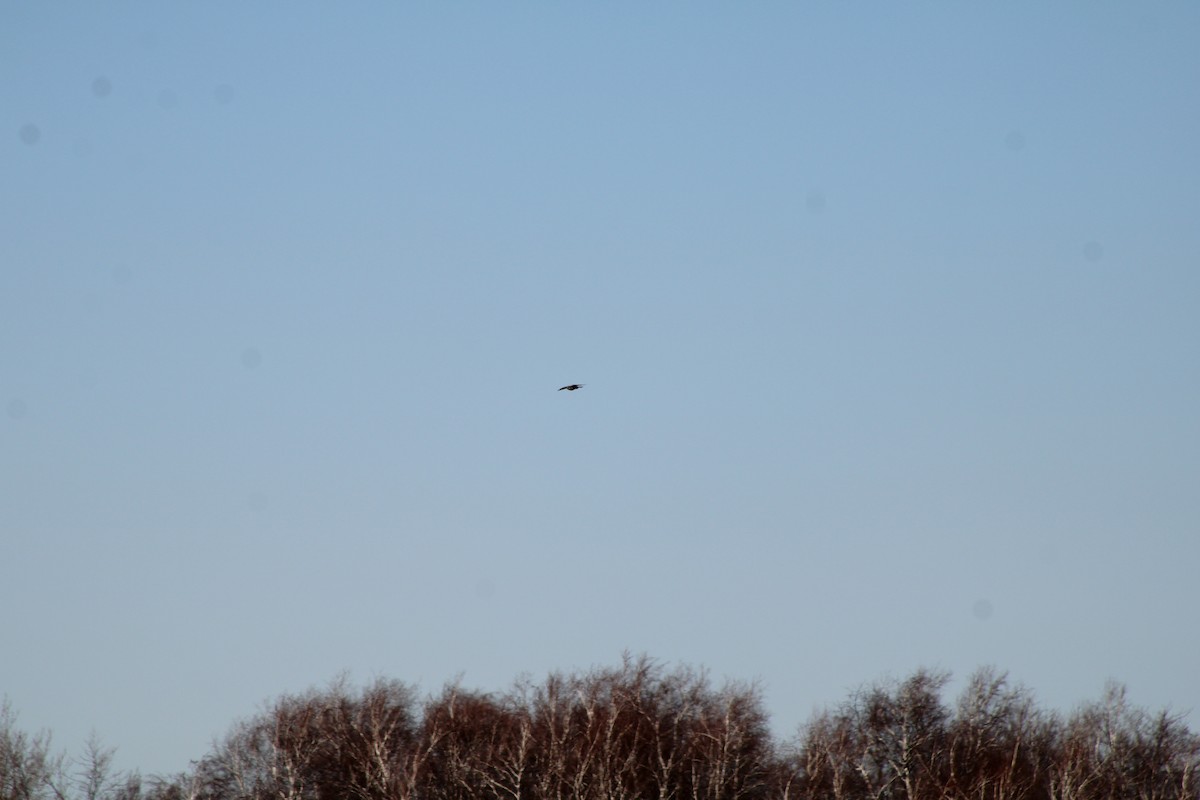 American Kestrel - ML625465918