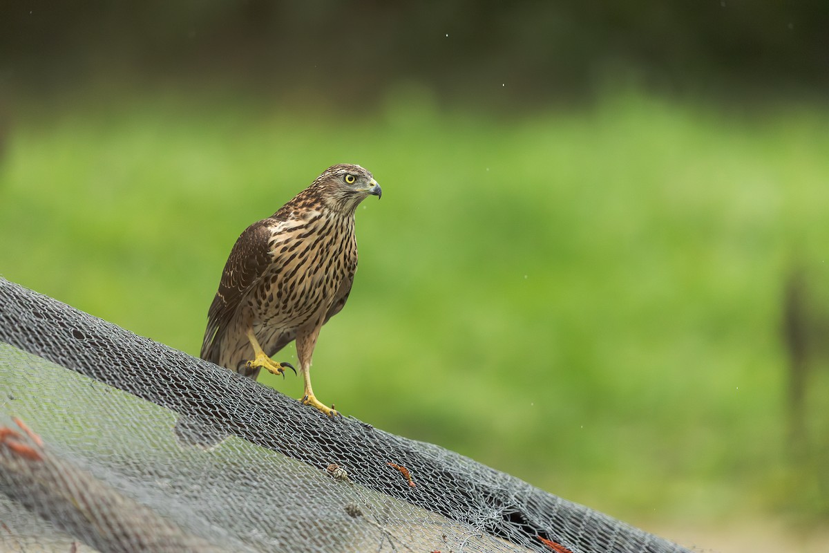 Eurasian Goshawk - Christophe Sahli