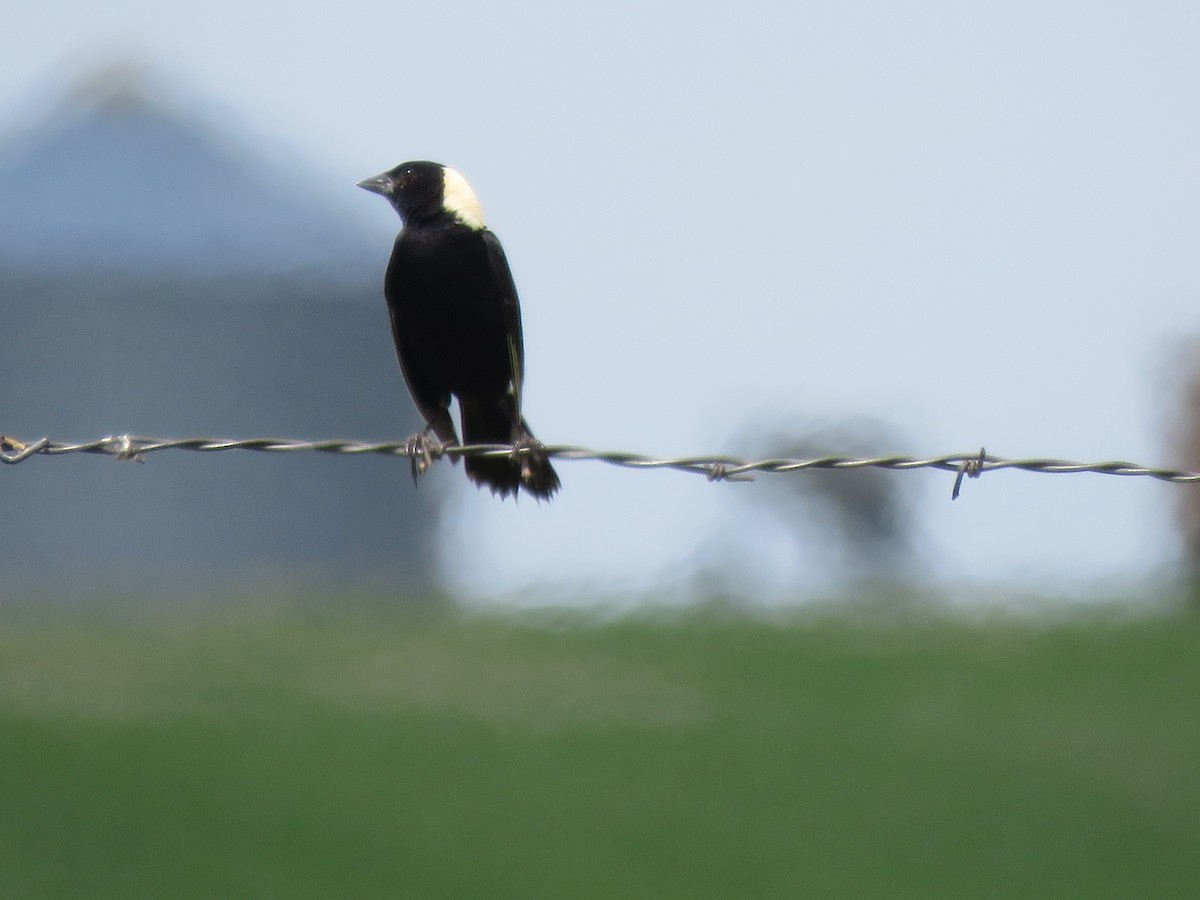 Bobolink - ML62546611