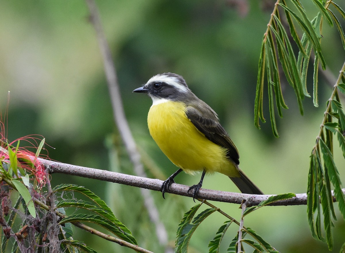 Social Flycatcher (Vermilion-crowned) - Mauricio López