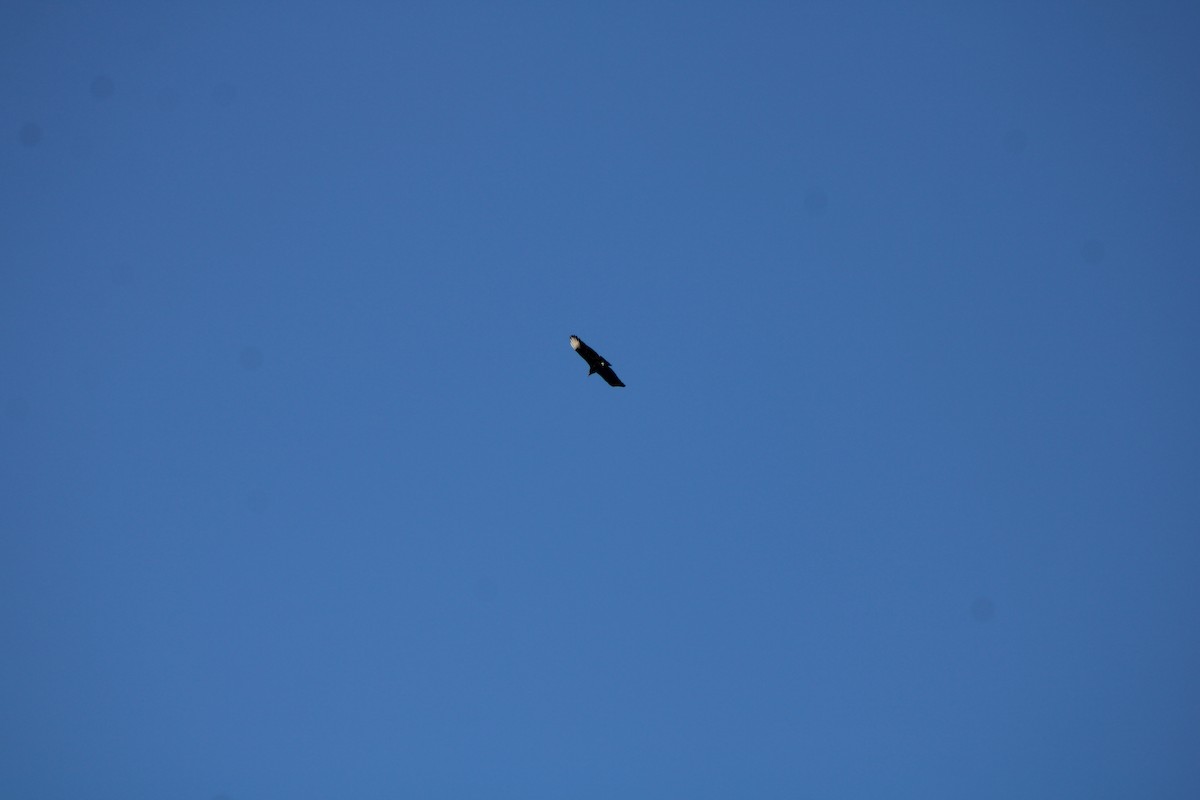 Black Vulture - ML625466170