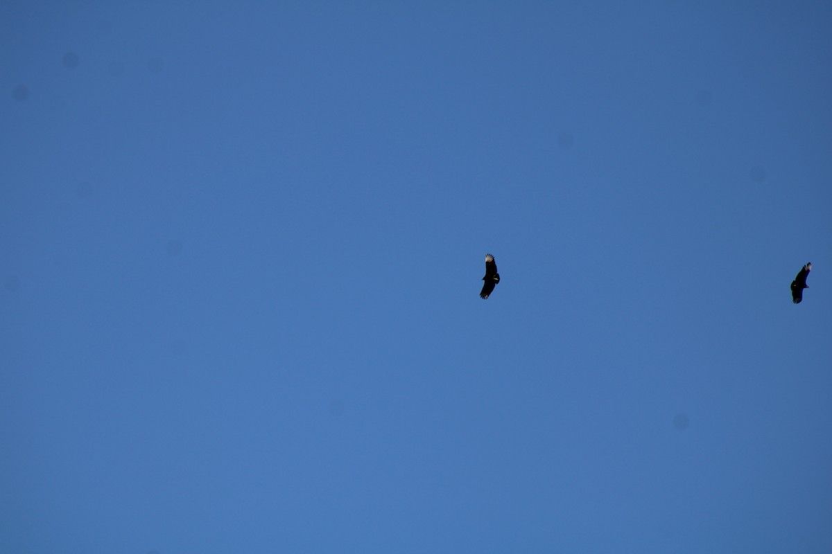 Black Vulture - ML625466171