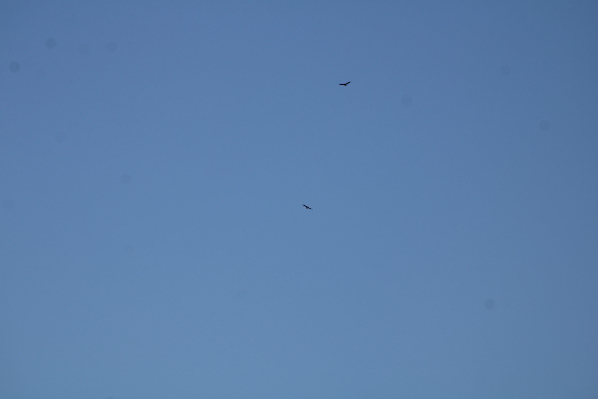 Black Vulture - ML625466172
