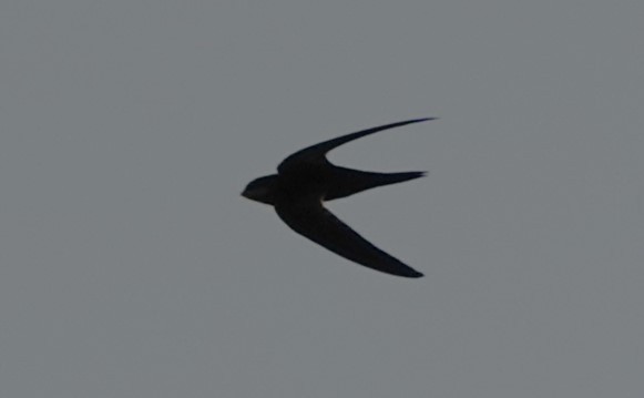 Malagasy Swift - ML625466194