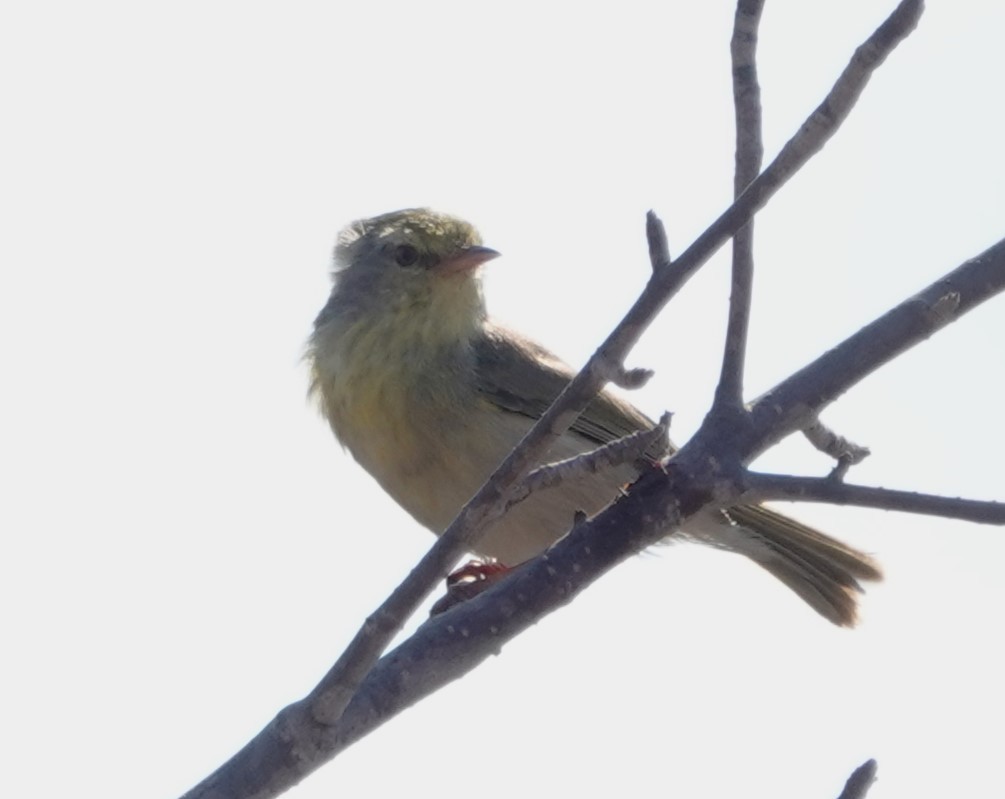 Stripe-throated Jery (Subdesert) - ML625466227