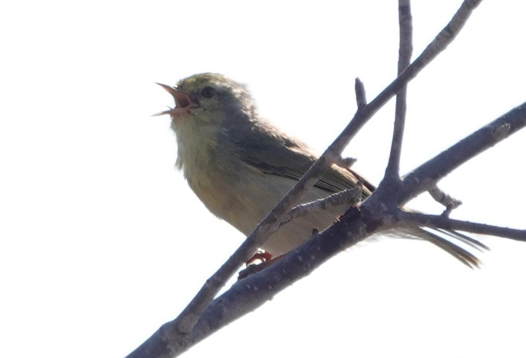 Stripe-throated Jery (Subdesert) - ML625466228