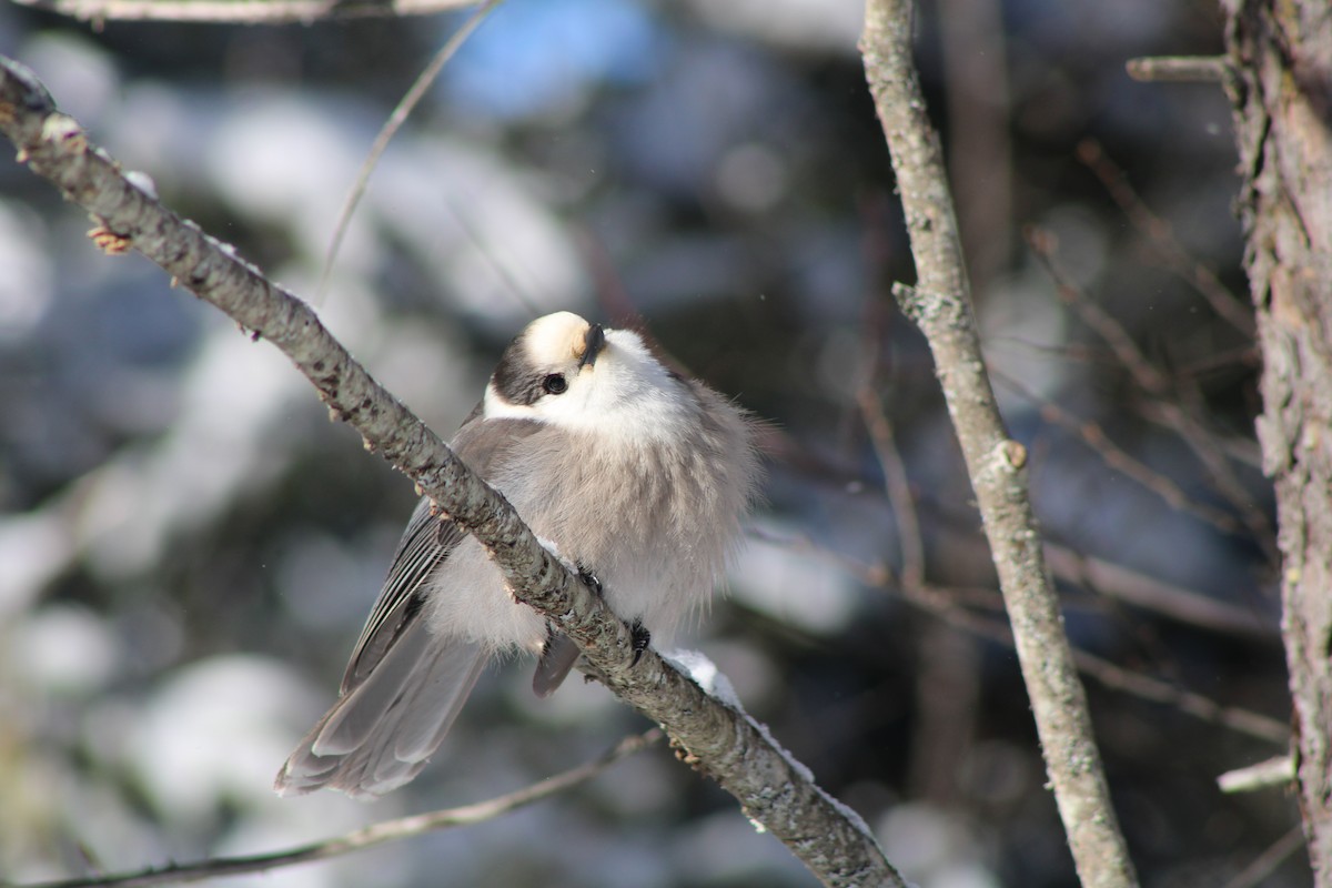 Canada Jay - Jared Ganeles