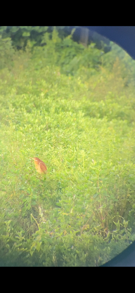 Cinnamon Bittern - ML625466256