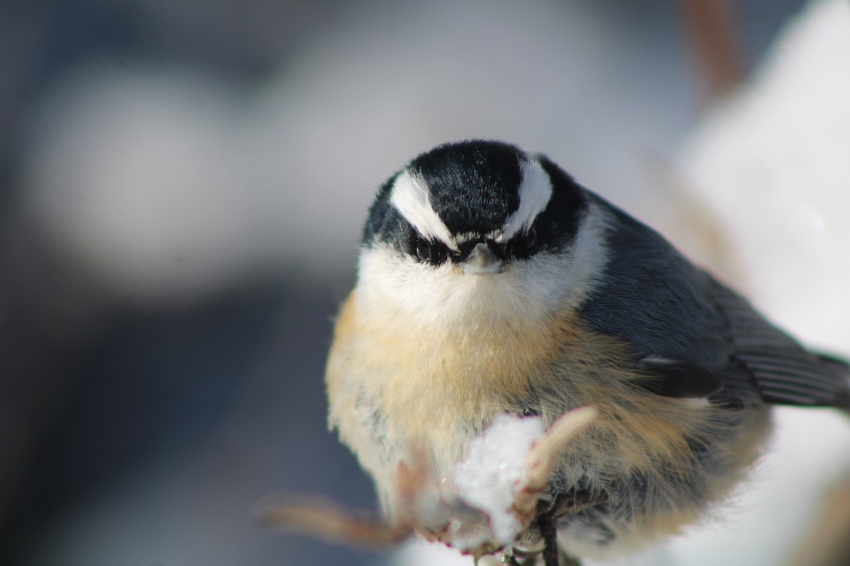 Red-breasted Nuthatch - ML625466260