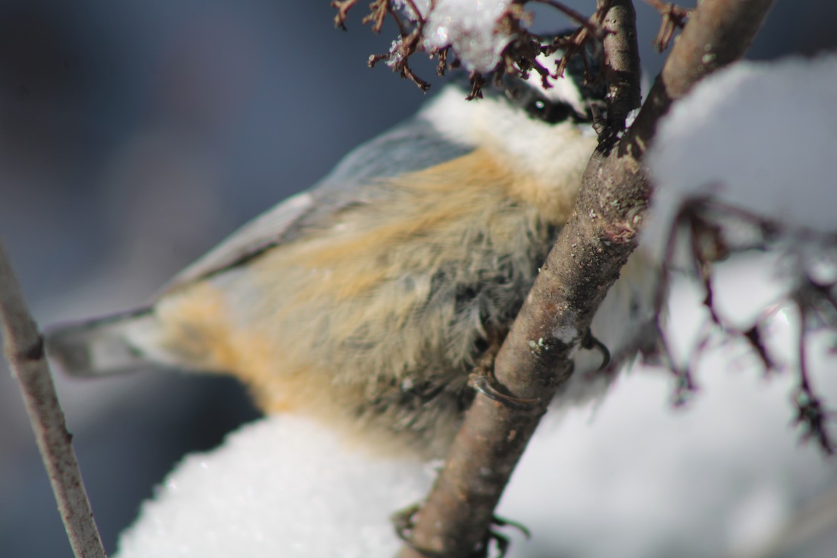 Red-breasted Nuthatch - ML625466261