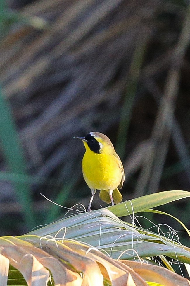 Belding's Yellowthroat - ML625466322