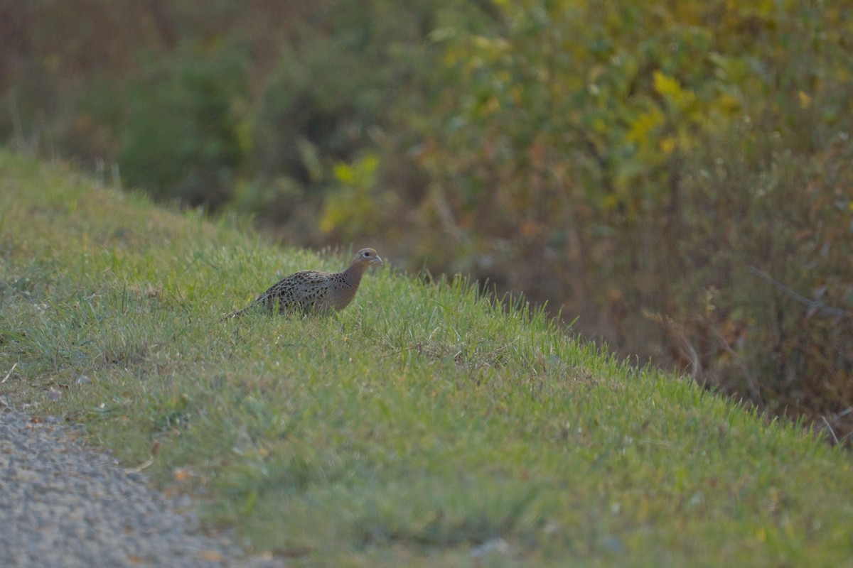Ring-necked Pheasant - ML625466335