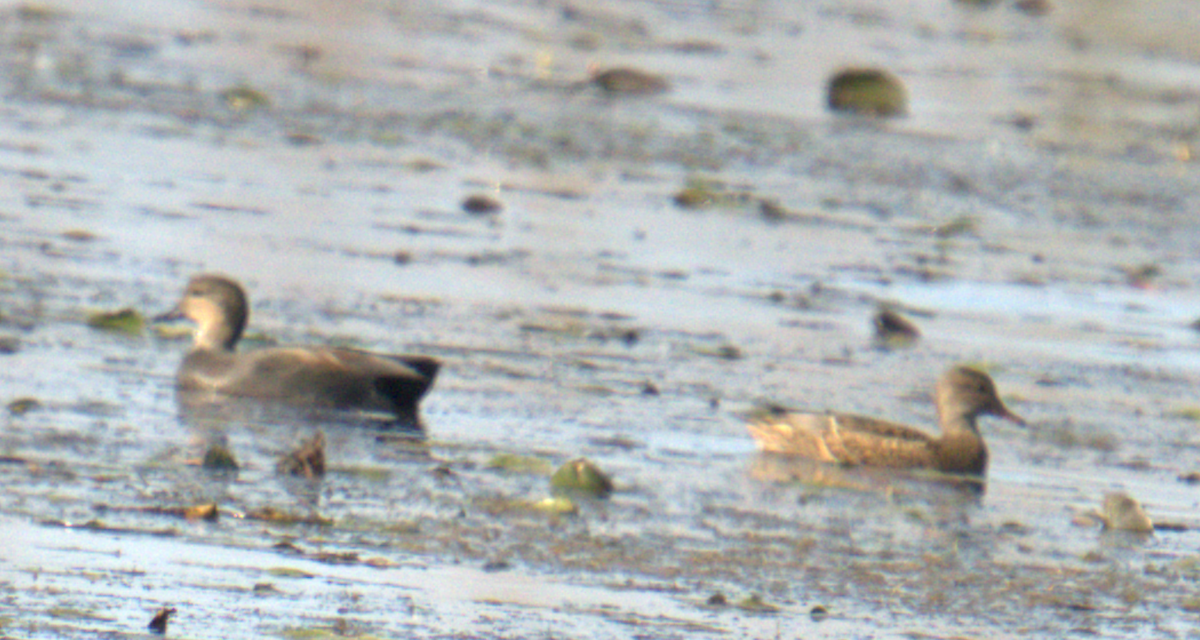 Gadwall - ML625466363