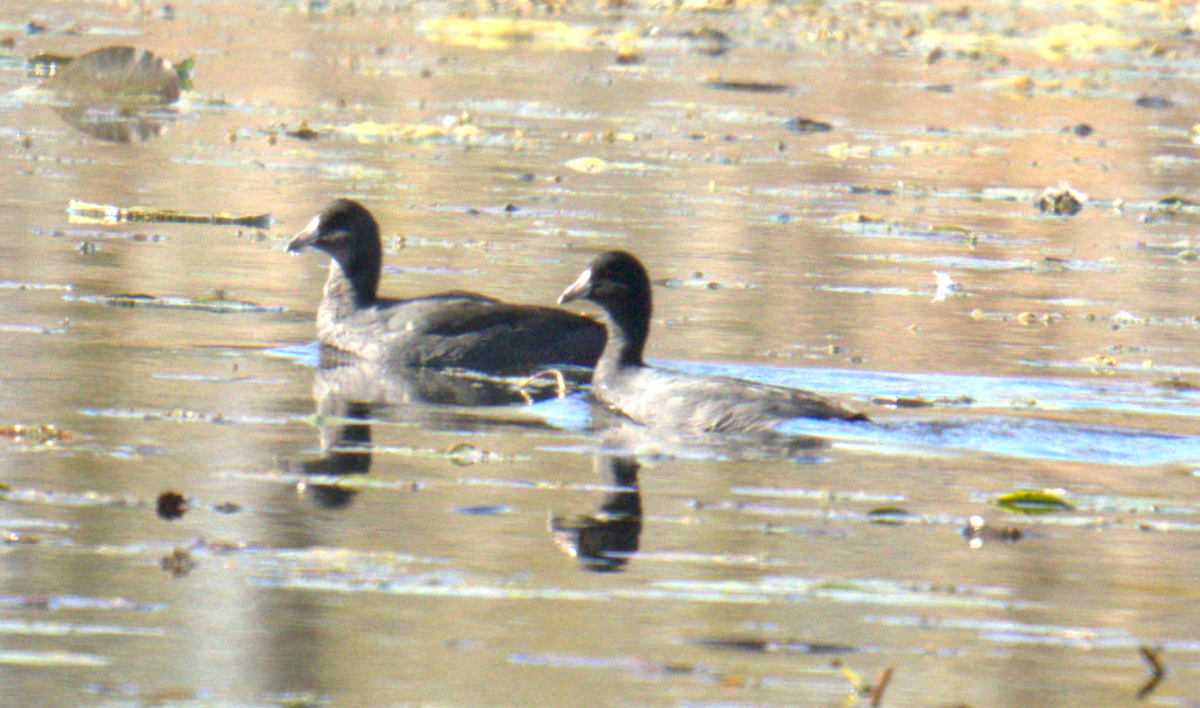 American Coot - ML625466379