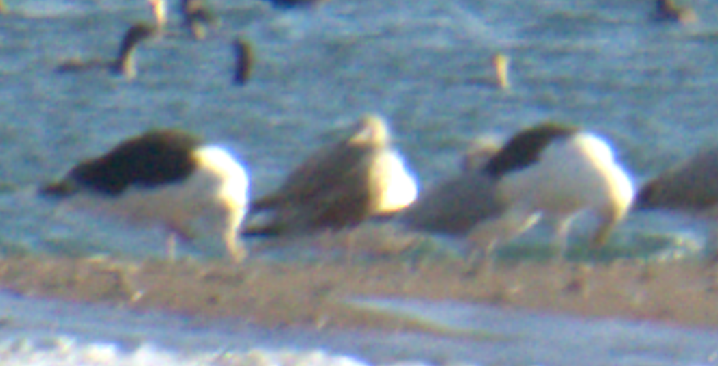 Great Black-backed Gull - ML625466385