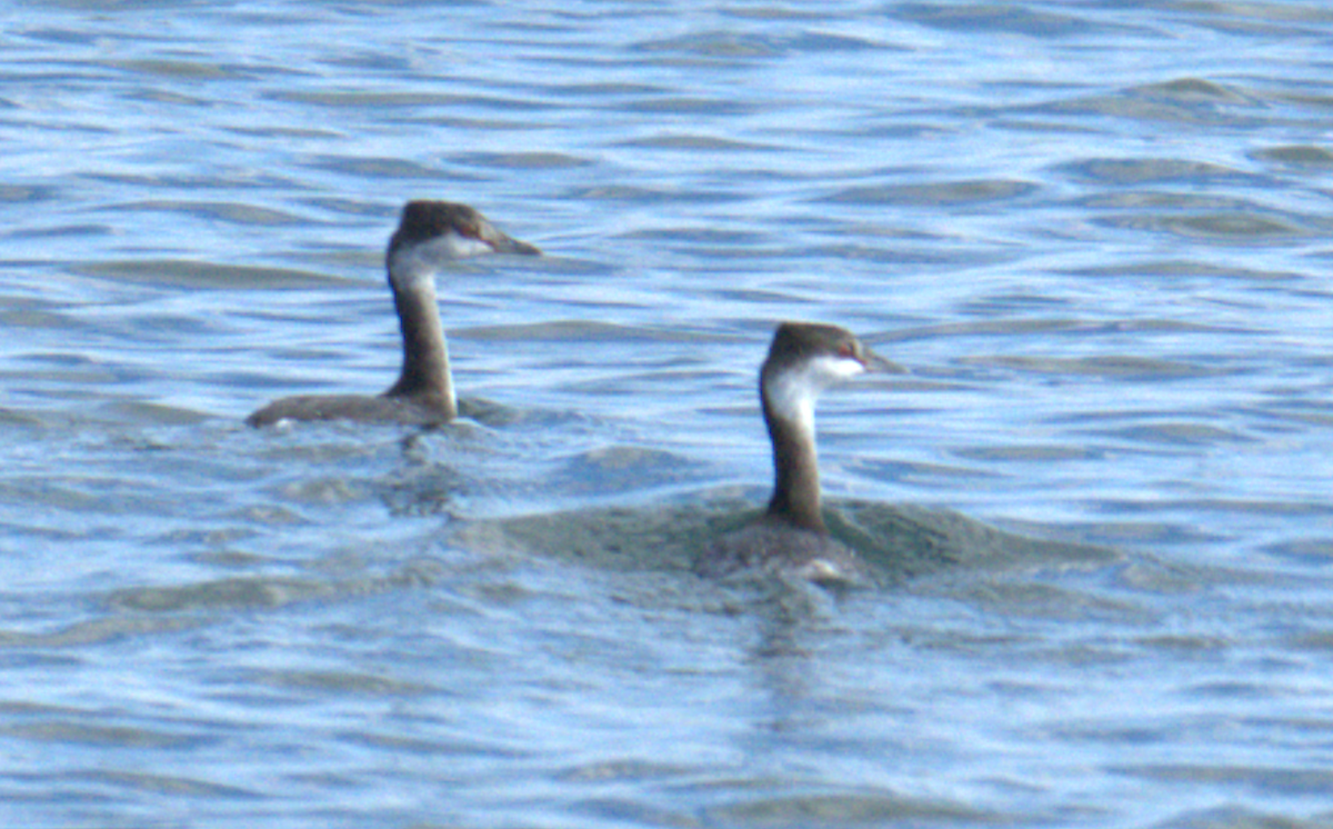 Horned Grebe - ML625466395