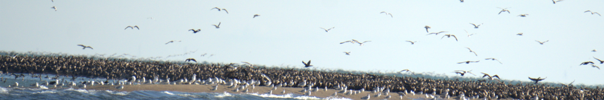 Double-crested Cormorant - ML625466407