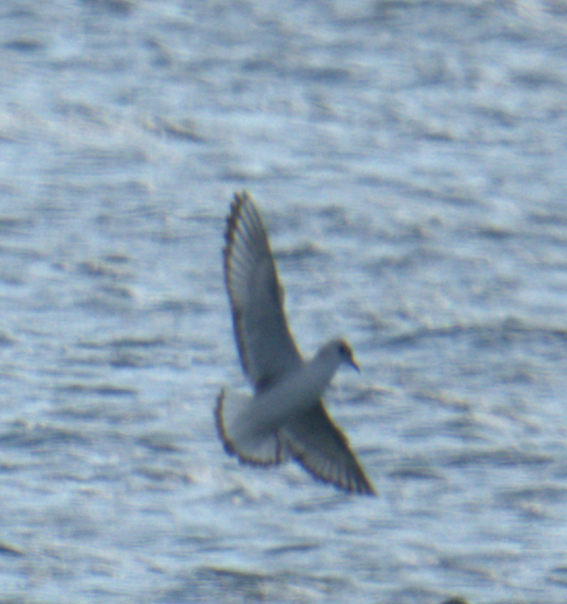 Bonaparte's Gull - ML625466427