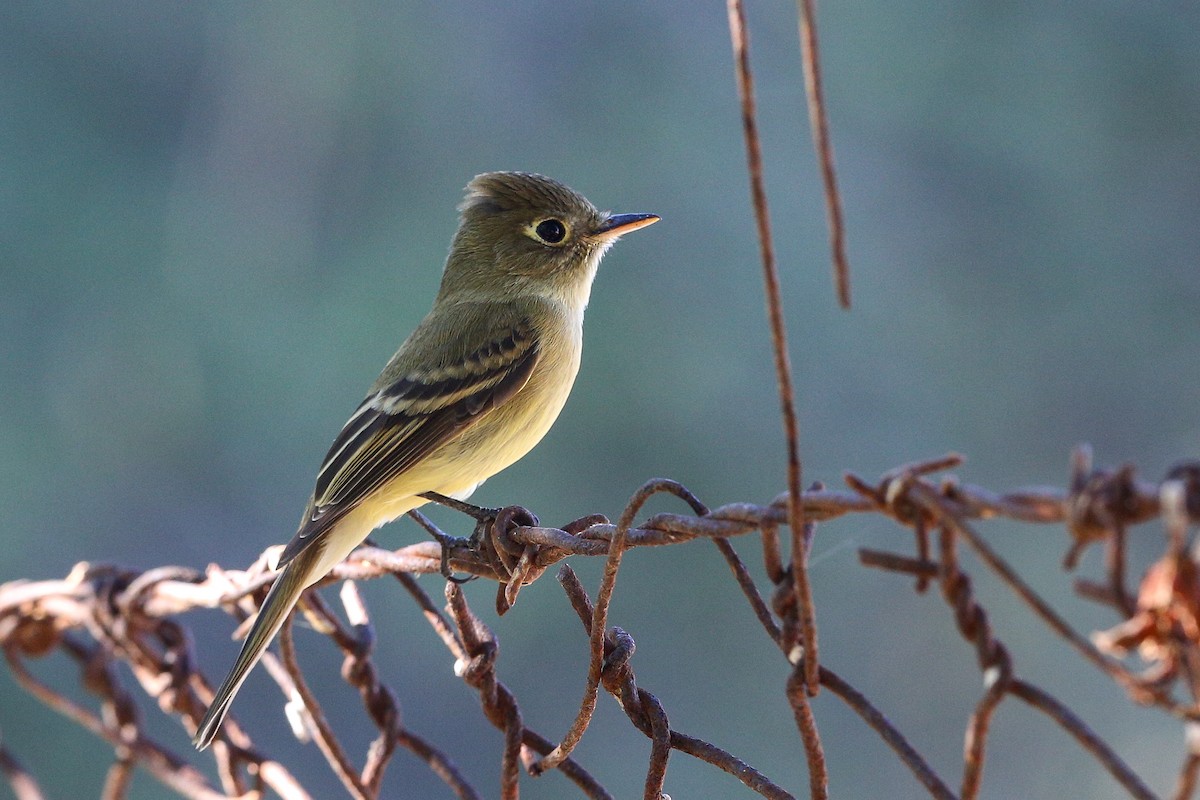Western Flycatcher (Pacific-slope) - ML625466477