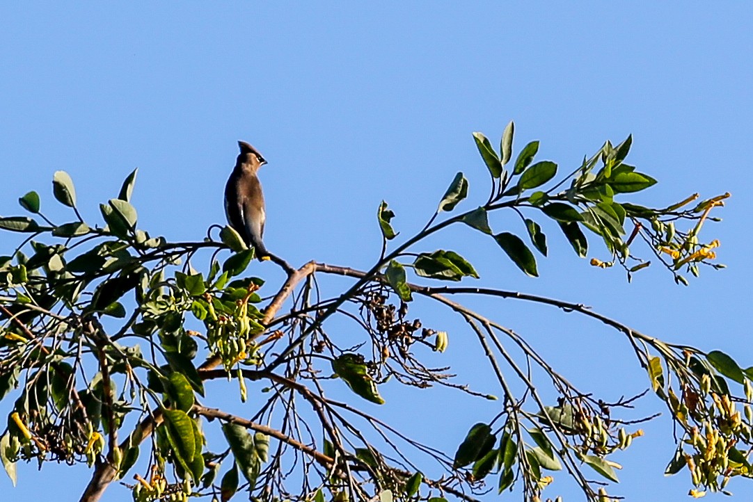 Cedar Waxwing - ML625466505