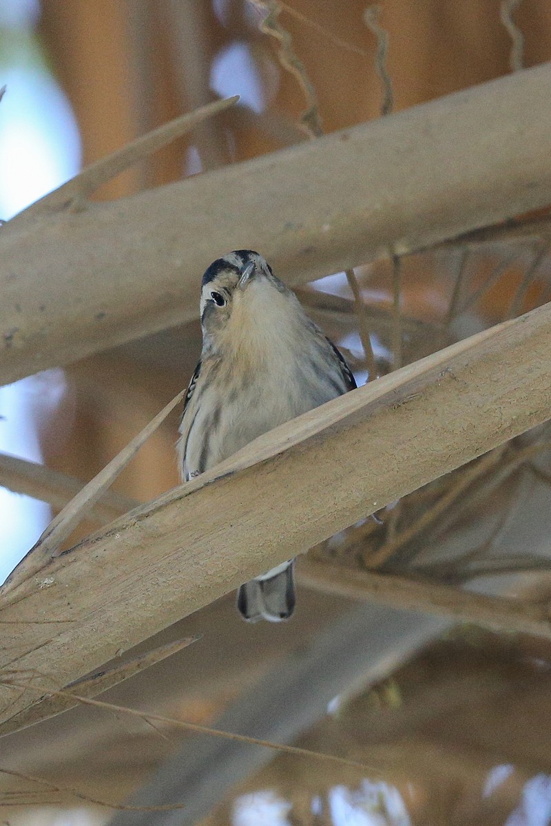 Black-and-white Warbler - ML625466514