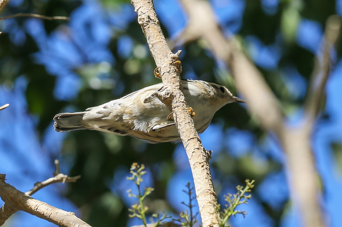 Black-and-white Warbler - ML625466515