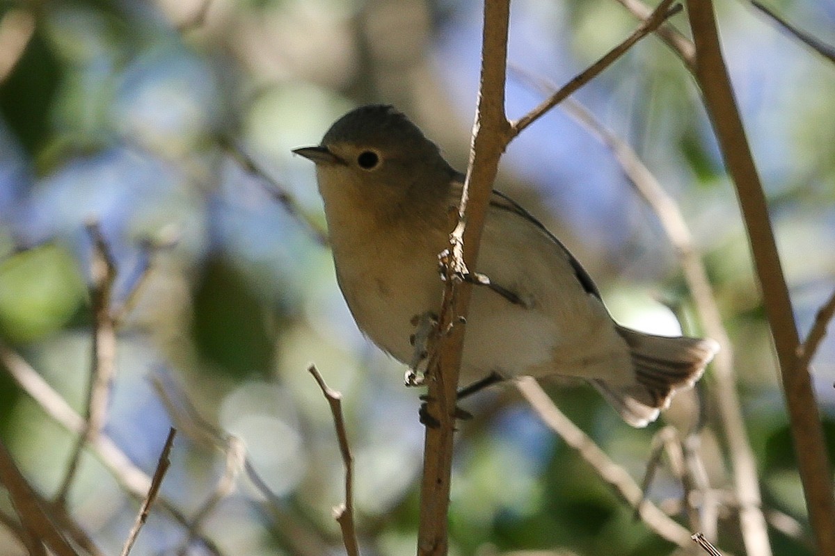 Lucy's Warbler - ML625466525