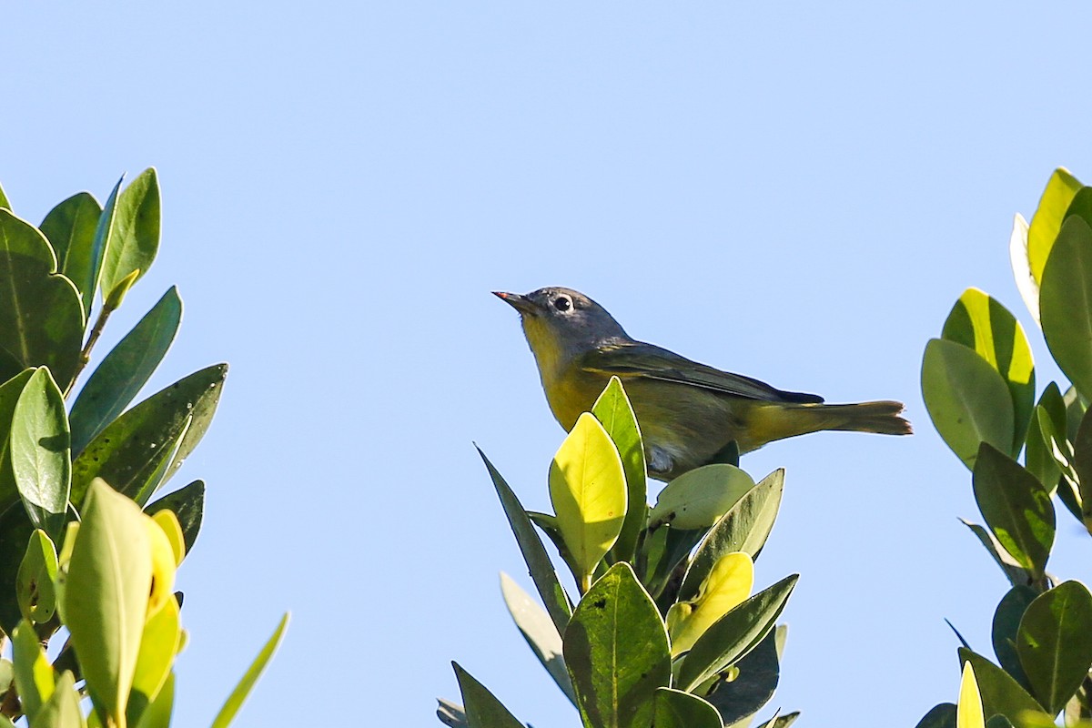 Nashville Warbler - ML625466533