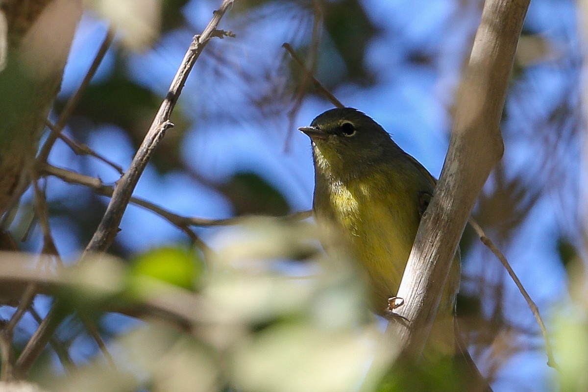 Orange-crowned Warbler (lutescens) - ML625466538