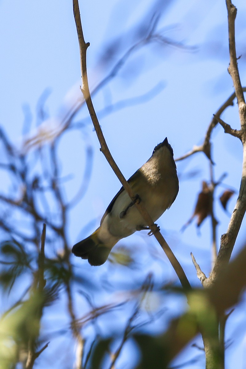American Redstart - ML625466550